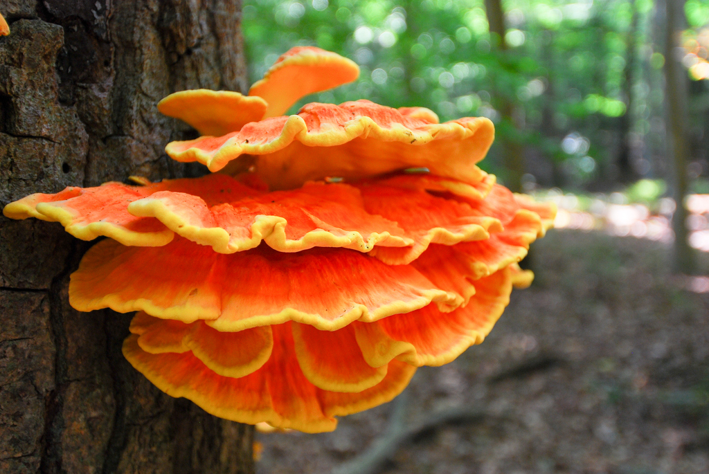 Chicken of the Woods - Photo (c) Stephen John Davies, some rights reserved (CC BY-NC), uploaded by Stephen John Davies