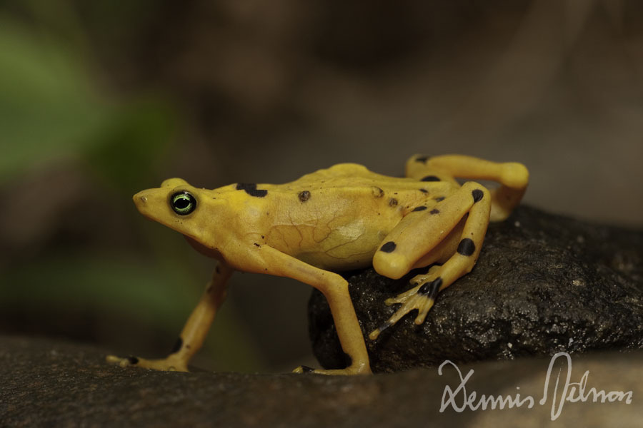 Panamanian Golden Frog - Photo (c) Dennis Nilsson, all rights reserved, uploaded by Dennis Nilsson