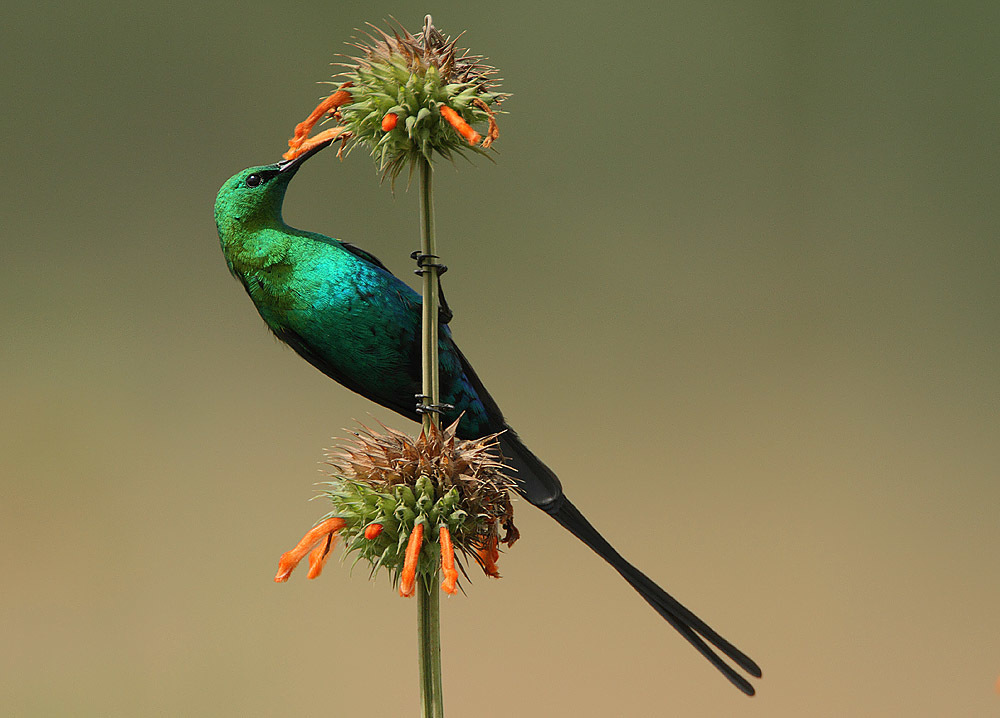 Malachite Sunbird - Photo (c) Steve Garvie, some rights reserved (CC BY-SA)