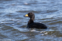 Black Scoter - Photo (c) Greg Lasley, some rights reserved (CC BY-NC), uploaded by Greg Lasley