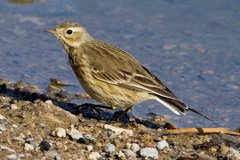 American Pipit - Photo (c) BJ Stacey, some rights reserved (CC BY-NC)