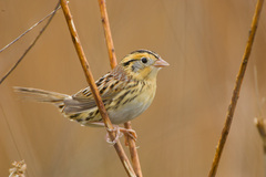 Leconte's Sparrow - Photo (c) Greg Lasley, some rights reserved (CC BY-NC), uploaded by Greg Lasley