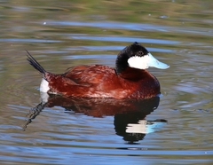 Ruddy Duck - Photo (c) Tom Benson, some rights reserved (CC BY-NC-ND)